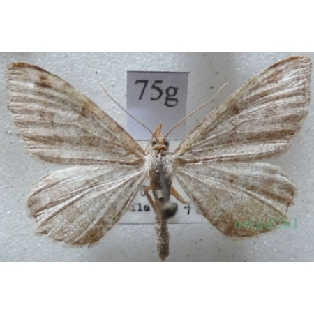 Macaria signaria (Hübner, 1809) Witalnik choiniak Czech75g